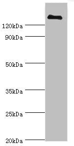 CFH Antibody