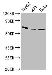 CFI Antibody