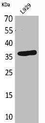 CD300LG Antibody