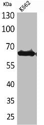 FZD10 Antibody