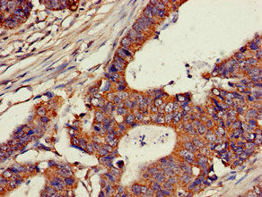CH25H Antibody