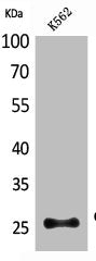 PROCR Antibody