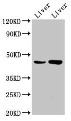 CHKB Antibody