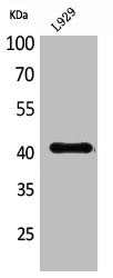 PDGFD Antibody