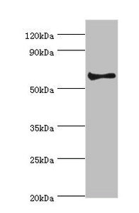 CHRM3 Antibody
