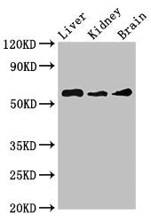 CHRM5 Antibody