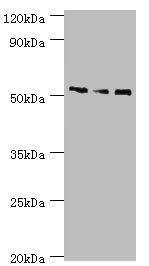 CHRNA5 Antibody