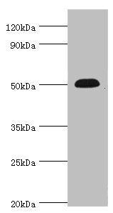 CHRNA5 Antibody