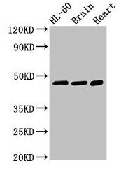 CHST1 Antibody