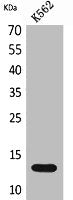 XCL1 Antibody