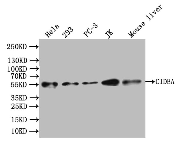 CIDEA Antibody