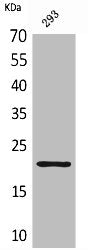 MANF Antibody