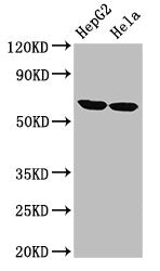 CKAP4 Antibody