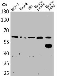 ZKSCAN4 Antibody