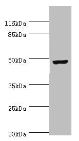 CKMT2 Antibody