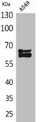 NUMB Antibody
