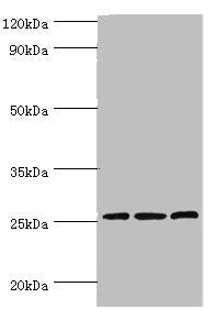 CLDN14 Antibody