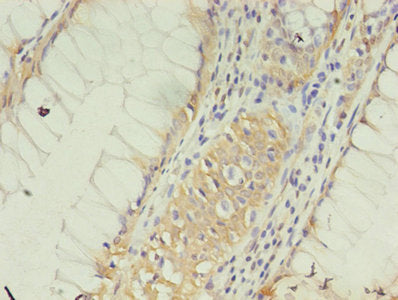 CLDN15 Antibody