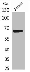 RELA Antibody