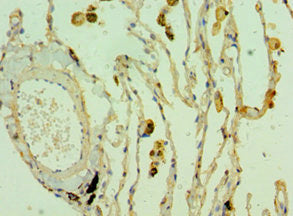 CLEC3B Antibody