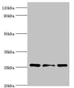 CLIC1 Antibody
