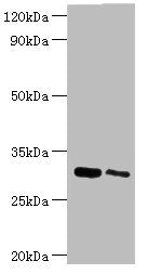CLIC4 Antibody