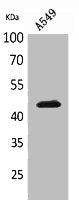 KRT19 Antibody