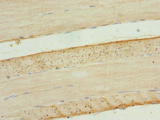 CLK1 Antibody