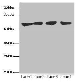 CLK1 Antibody