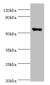 CLK2 Antibody