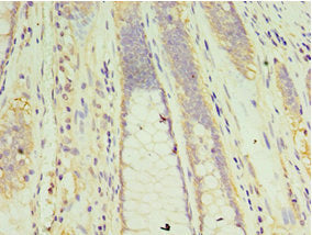 CLK2 Antibody