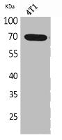 BIN1 Antibody