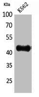 CX3CL1 Antibody