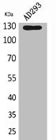 ABL2 Antibody