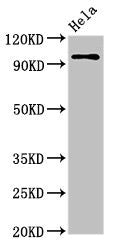 CLOCK Antibody