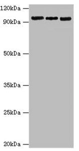 CLOCK Antibody