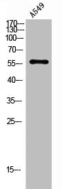 ANGPT1 Antibody