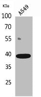 CGRRF1 Antibody