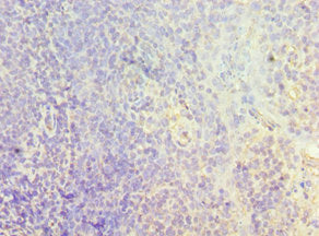 CMA1 Antibody
