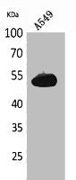 ANXA7 Antibody