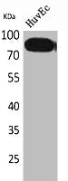 TFRC Antibody
