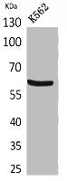 CYBB Antibody