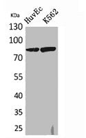 HSD17B4 Antibody
