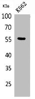SLC2A5 Antibody