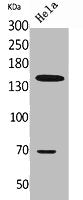 GP1BA Antibody
