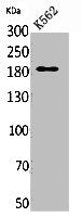 SIGLEC1 Antibody