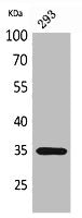 TNFSF11 Antibody