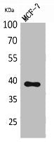 NOV Antibody