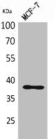 THPO Antibody