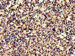 CNR2 Antibody
